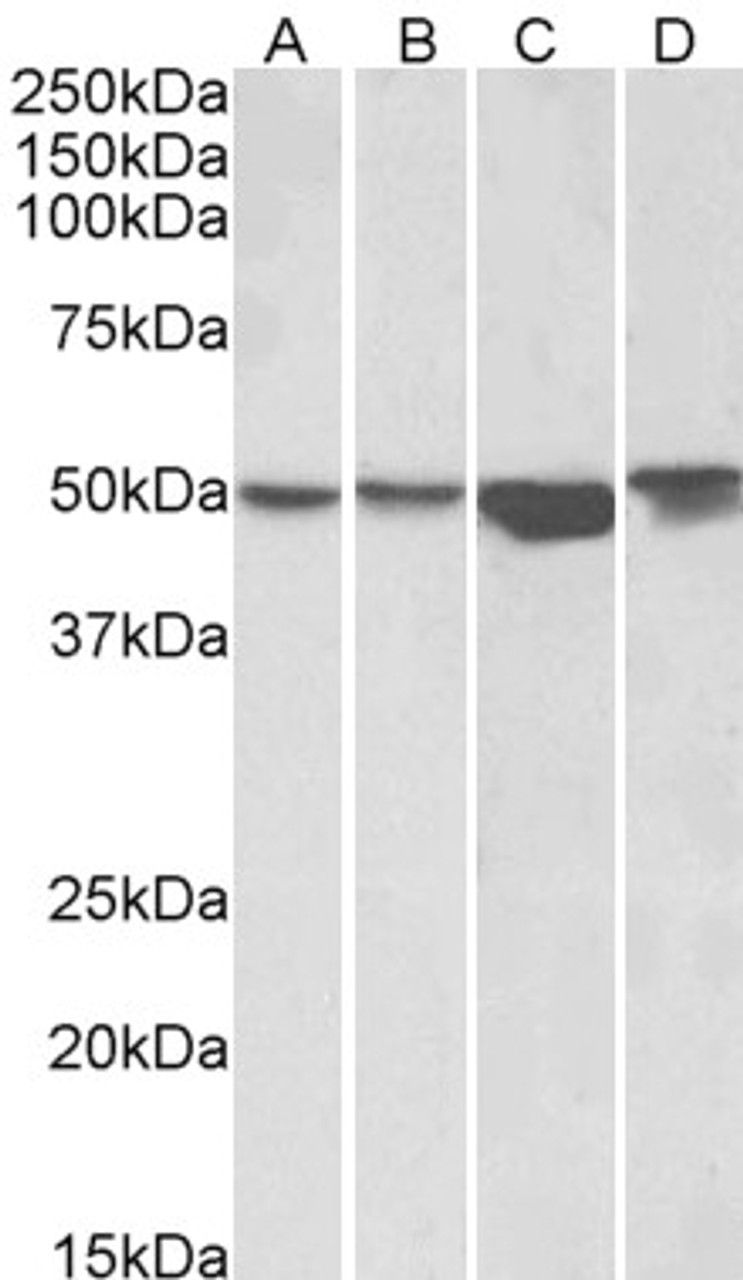42-724 (1ug/ml) staining of HEK293 (A) , A431 (B) , HeLa (C) and Jurkat (D) lysates (35ug protein in RIPA buffer) . Primary incubation was 1 hour. Detected by chemiluminescence.
