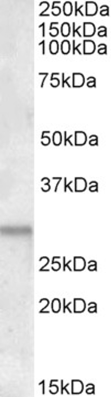 42-725 (1.5ug/ml) staining of Human Heart lyssate (35ug protein in RIPA buffer) . Primary incubation was 1 hour. Detected by chemiluminescence.