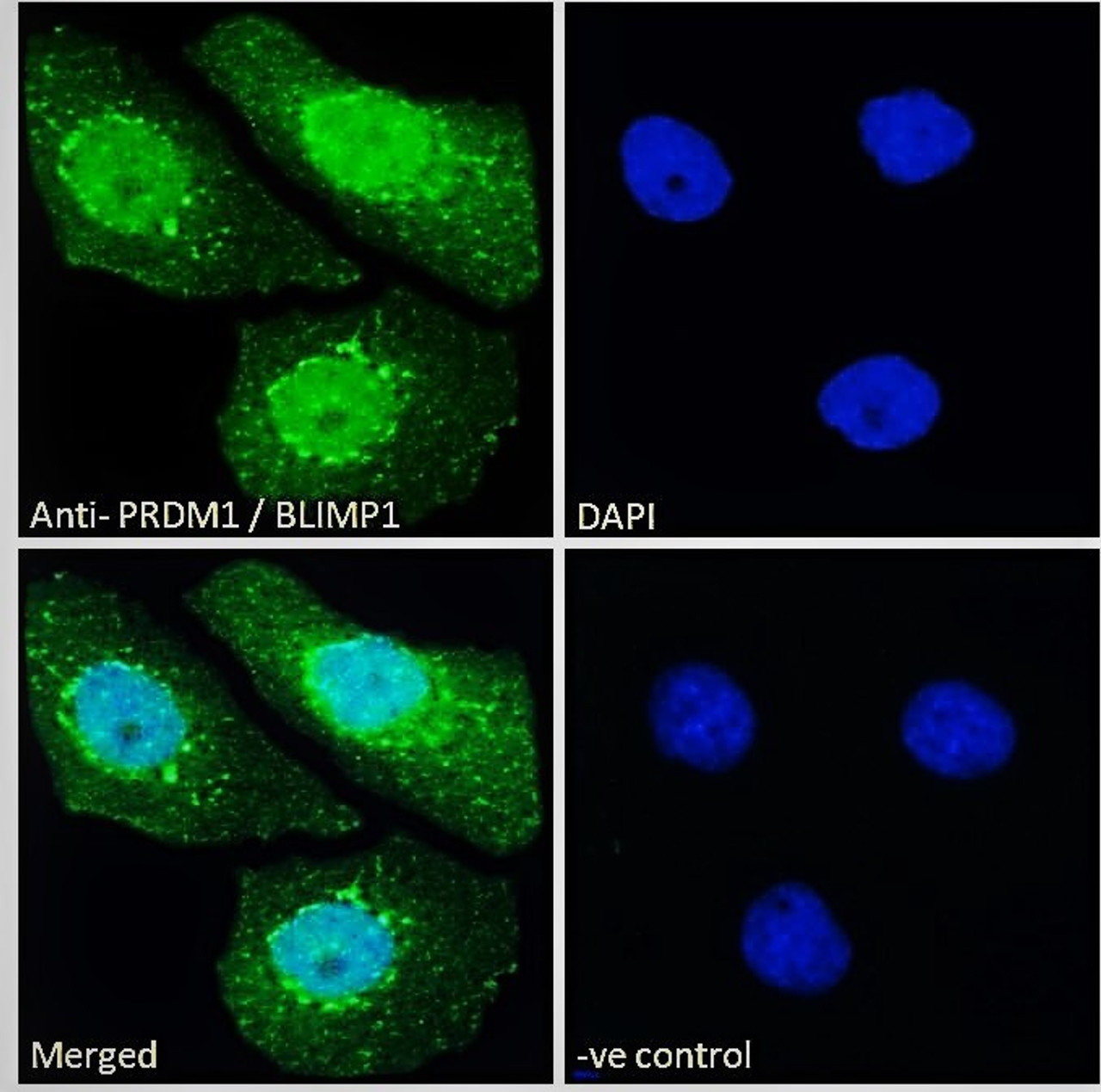 42-727 Immunofluorescence analysis of paraformaldehyde fixed A431 cells, permeabilized with 0.15% Triton. Primary incubation 1hr (10ug/ml) followed by Alexa Fluor 488 secondary antibody (2ug/ml) , showing nuclear staining. The nuclear stain is DAPI (blue)