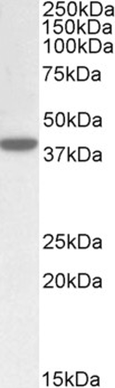 42-763 (0.3ug/ml) staining of Rat Brain lysate (35ug protein in RIPA buffer) . Primary incubation was 1 hour. Detected by chemiluminescence.