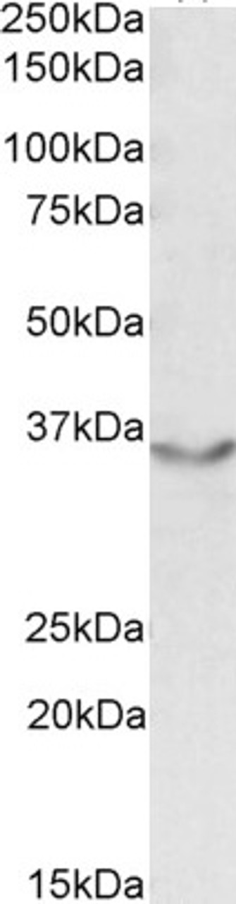 42-770 (0.1ug/ml) staining of HeLa nuclear lysate (35ug protein in RIPA buffer) . Primary incubation was 1 hour. Detected by chemiluminescence.