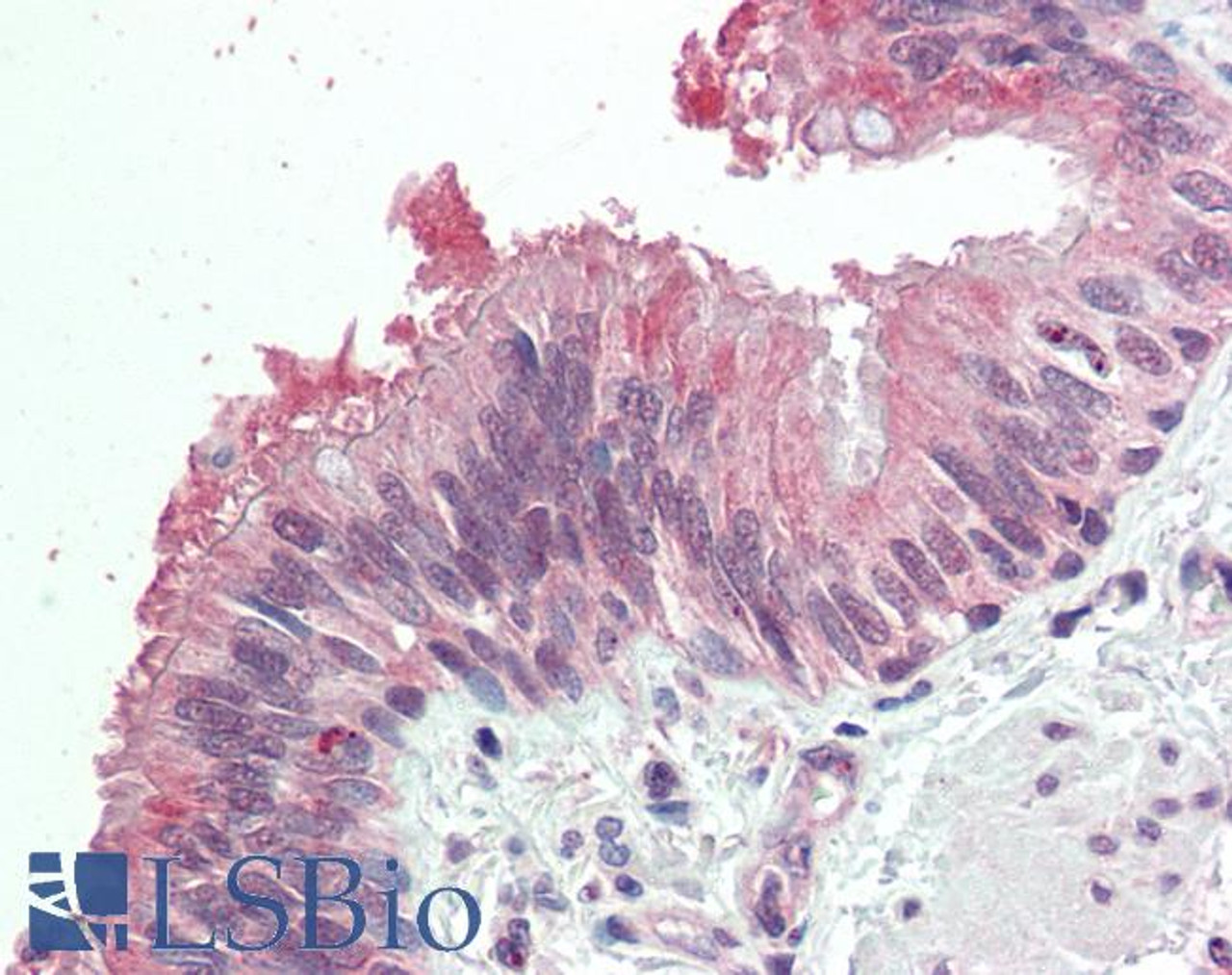 42-782 (3.8ug/ml) staining of paraffin embedded Human Tonsil. Steamed antigen retrieval with citrate buffer pH 6, AP-staining.
