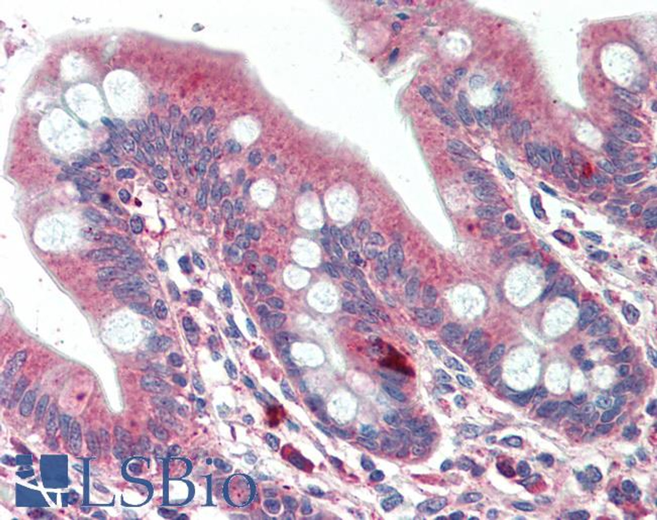 42-784 (3.8ug/ml) staining of paraffin embedded Human Tonsil. Steamed antigen retrieval with citrate buffer pH 6, AP-staining. <strong>This data is from a previous batch, not on sale.</strong>