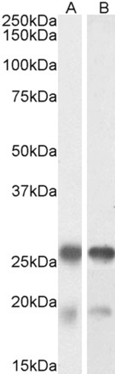 42-788 (2ug/ml) staining of K562 lysate (35ug protein in RIPA buffer) . Primary incubation was 1 hour. Detected by chemiluminescence.