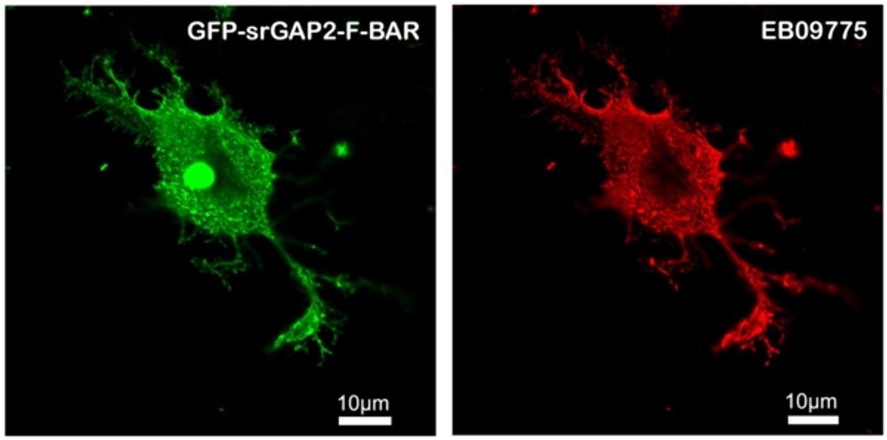 42-803 (0.3ug/ml) staining of Mouse Liver lysate (35ug protein in RIPA buffer) . Primary incubation was 1 hour. Detected by chemiluminescence.