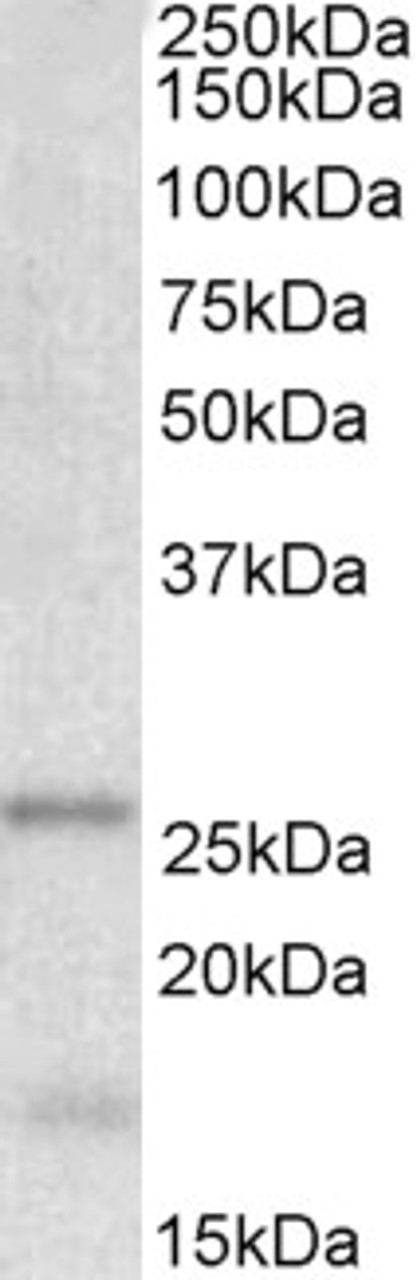 42-819 (0.1ug/ml) staining of Jurkat lysate (35ug protein in RIPA buffer) . Primary incubation was 1 hour. Detected by chemiluminescence.