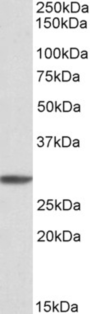 42-823 (0.1ug/ml) staining of Rat Lung lysate (35ug protein in RIPA buffer) . Primary incubation was 1 hour. Detected by chemiluminescence.