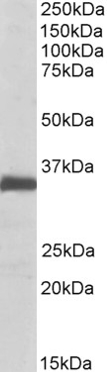 42-828 (1ug/ml) staining of Human Liver lysate (35ug protein in RIPA buffer) . Detected by chemiluminescence.