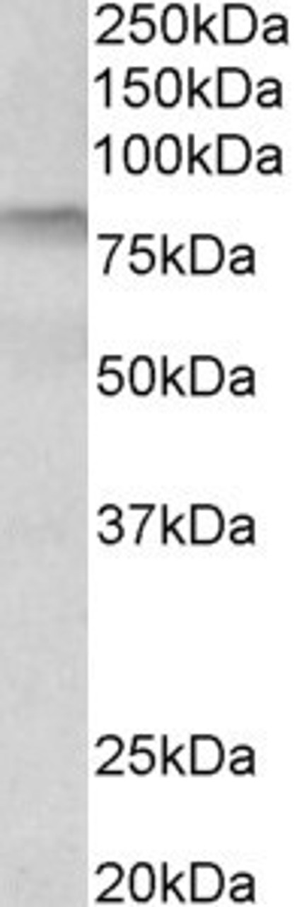 HEK293 lysate (10ug protein in RIPA buffer) over expressing Human MKRN1 with DYKDDDDK tag probed with 42-850 (0.3ug/ml) in Lane A and probed with anti- DYKDDDDK Tag (1/1000) in lane C. Mock-transfected HEK293 probed with 42-850 (1mg/ml) in Lane B. Prima