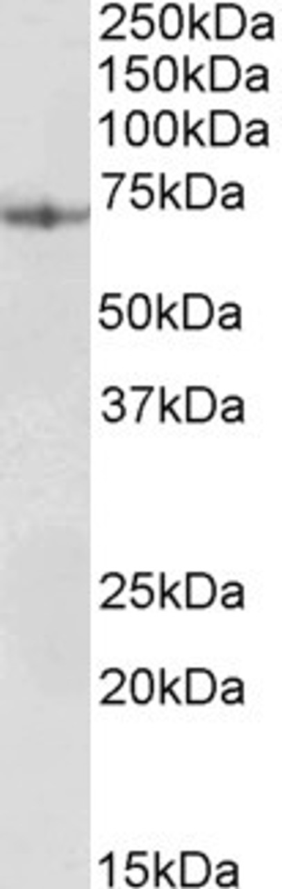 42-851 (5ug/ml) staining of paraffin embedded Human Small Intestine. Steamed antigen retrieval with citrate buffer pH 6, AP-staining.