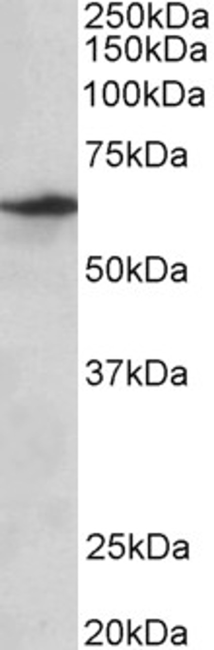 42-874 (5ug/ml) staining of paraffin embedded Human Cerebral Cortex. Steamed antigen retrieval with citrate buffer pH 6, AP-staining.