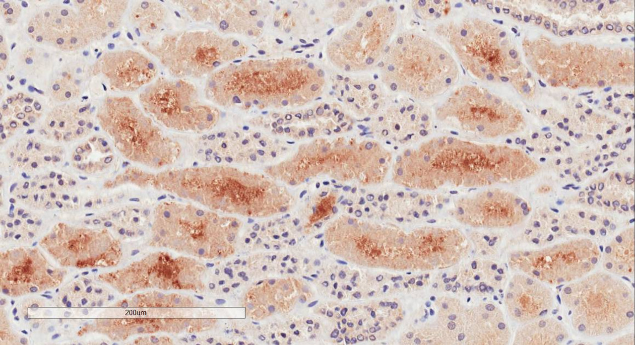 42-884 (1ug/ml) staining of HeLa lysate (35ug protein in RIPA buffer) . Primary incubation was 1 hour. Detected by chemiluminescence.