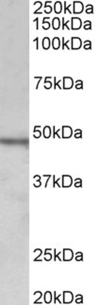 42-885 (0.05ug/ml) staining of Rat Brain lysate (35ug protein in RIPA buffer) . Primary incubation was 1 hour. Detected by chemiluminescence.