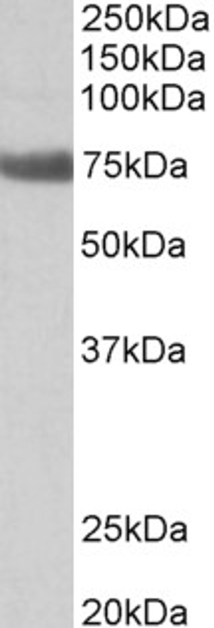 42-896 (2ug/ml) staining of Mouse Brain lysate (35ug protein in RIPA buffer) . Primary incubation was 1 hour. Detected by chemiluminescence.