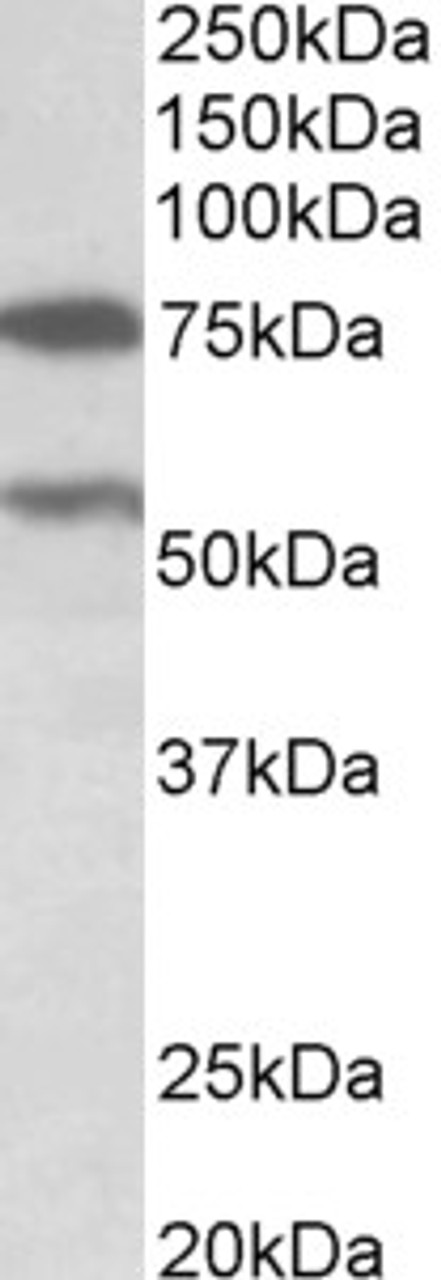 42-911 (1ug/ml) staining of Pig Liver lysate (35ug protein in RIPA buffer) . Primary incubation was 1 hour. Detected by chemiluminescence.