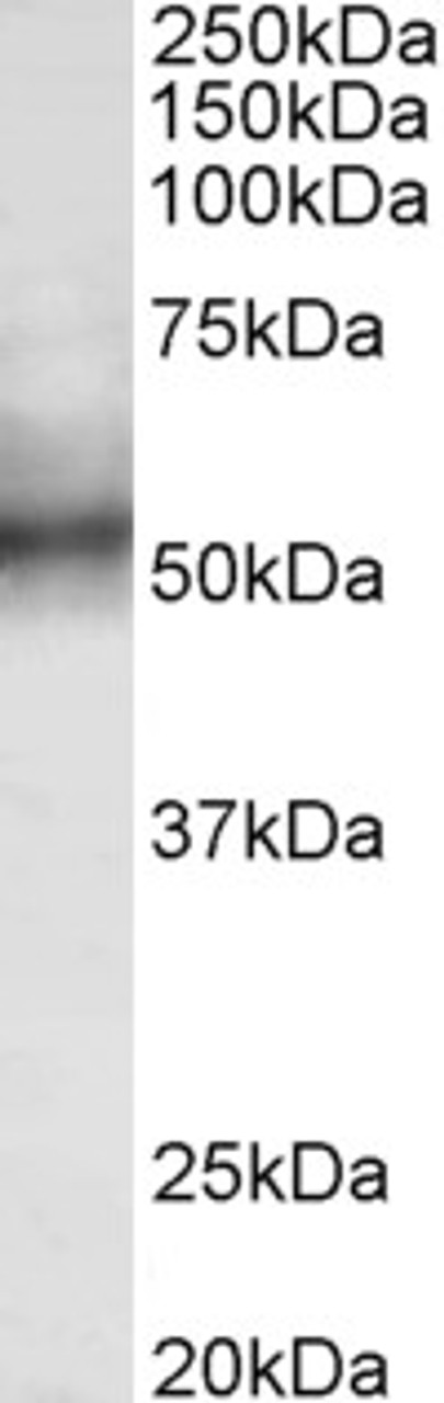 42-930 (0.5ug/ml) staining of MOLT4 lysate (35ug protein in RIPA buffer) . Detected by chemiluminescence.