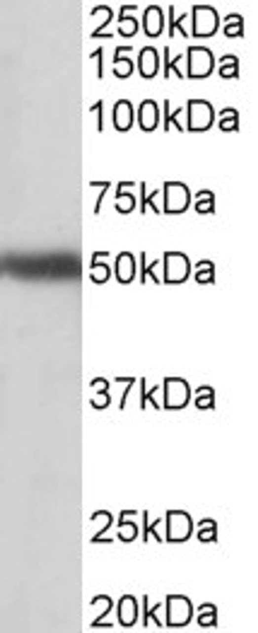 42-932 (0.2ug/ml) staining of Mouse fetal Brain lysate (35ug protein in RIPA buffer) . Primary incubation was 1 hour. Detected by chemiluminescence.