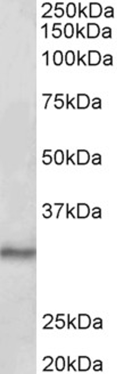 42-936 (1ug/ml) staining of Human Cerebellum lysate (35ug protein in RIPA buffer) . Primary incubation was 1 hour. Detected by chemiluminescence.