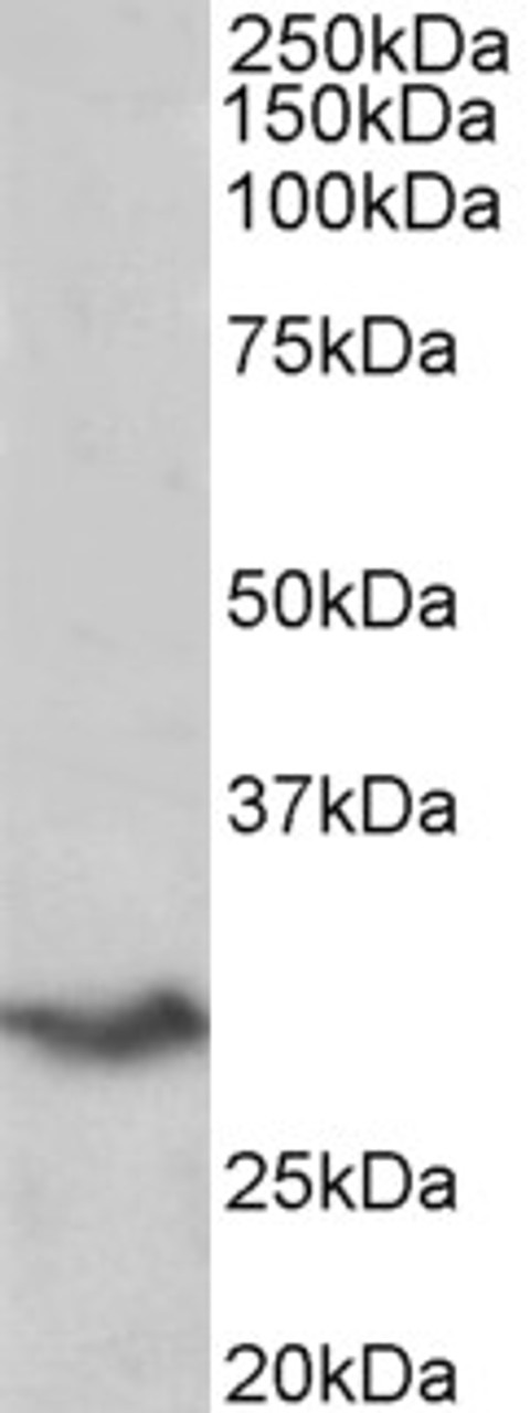 42-937 (1ug/ml) staining of Rat Brain lysate (35ug protein in RIPA buffer) . Primary incubation was 1 hour. Detected by chemiluminescence.