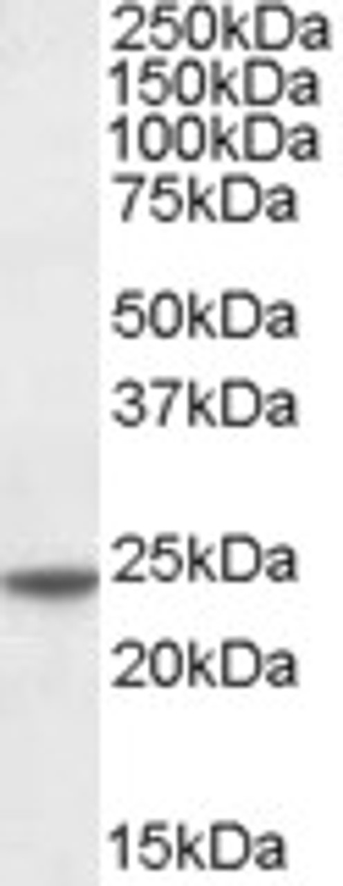 46-467 (0.3µg/ml) staining of Human Testes lysate (35µg protein in RIPA buffer) . Detected by chemiluminescence.