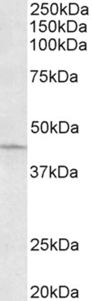 42-960 (0.5ug/ml) staining of Human Thymus lysate (35ug protein in RIPA buffer) . Primary incubation was 1 hour. Detected by chemiluminescence.