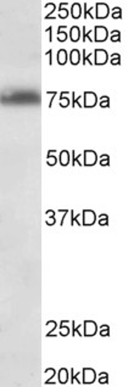 42-969 (0.5ug/ml) staining of Daudi (A) and Jurkat (B) cell lysate (35ug protein in RIPA buffer) . Detected by chemiluminescence.