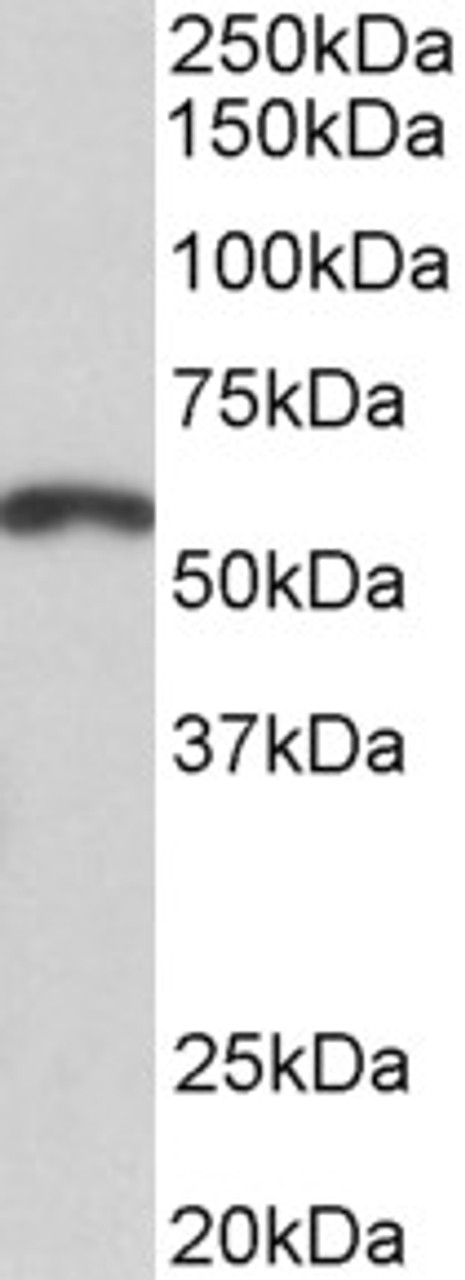 42-983 (5ug/ml) staining of paraffin embedded Human Skeletal Muscle. Steamed antigen retrieval with citrate buffer pH 6, AP-staining.