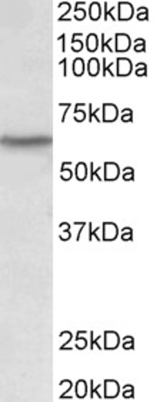 42-998 (1ug/ml) staining of HeLa nuclear (A) and cytosolic (B) lysates (35ug protein in RIPA buffer) . Primary incubation was 1 hour. Detected by chemiluminescence.