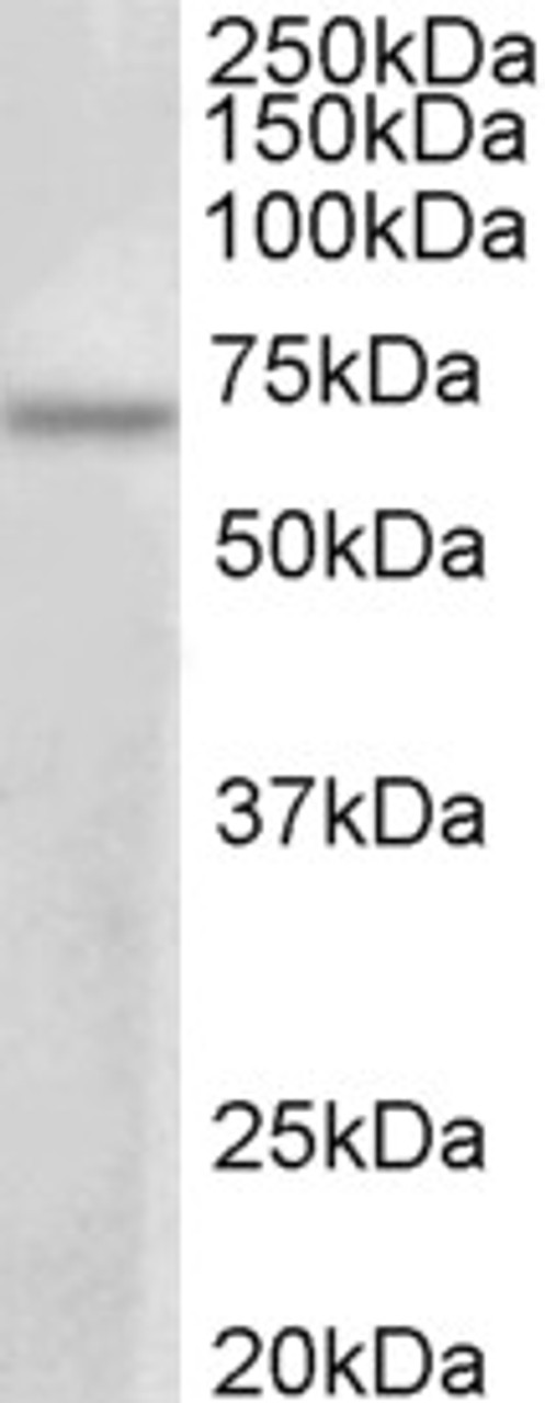 43-022 (0.3ug/ml) staining of HEK293 lysate (35ug protein in RIPA buffer) . Detected by chemiluminescence.