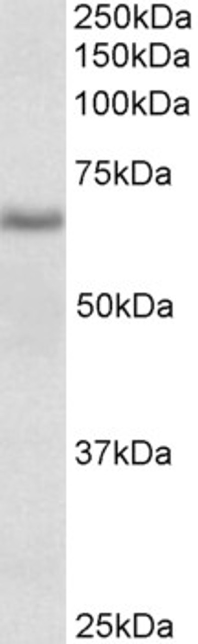 43-029 Immunofluorescence analysis of paraformaldehyde fixed NIH3T3 cells, permeabilized with 0.15% Triton. Primary incubation 1hr (10ug/ml) followed by Alexa Fluor 488 secondary antibody (2ug/ml) , showing plasma membrane/cytoplasmic staining. The nuclea