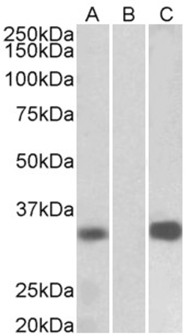 43-037 (5ug/ml) staining of paraffin embedded Human Pancreas. Steamed antigen retrieval with citrate buffer pH 6, AP-staining.