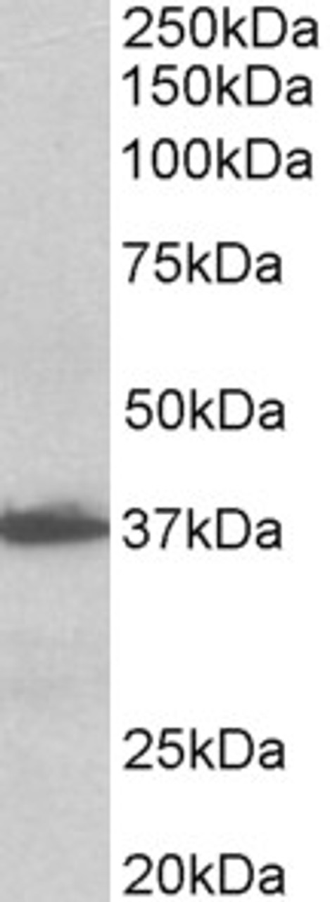 43-048 Flow cytometric analysis of paraformaldehyde fixed NIH3T3 cells (blue line) , permeabilized with 0.5% Triton. Primary incubation 1hr (10ug/ml) followed by Alexa Fluor 488 secondary antibody (1ug/ml) . IgG control: Unimmunized goat IgG (black line) f