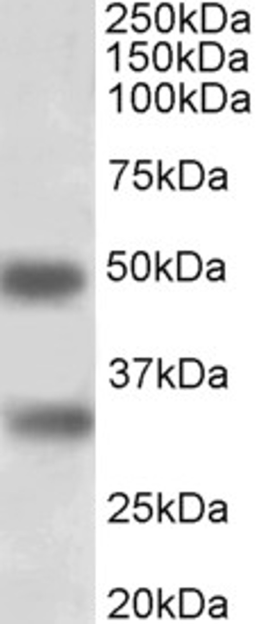 43-054 (1ug/ml) staining of HeLa and Mouse D3 (ES) lysates (35ug protein in RIPA buffer) . Data obtained from Hisao Masai, Tokyo Metropolitan Institure of Medical Science, Japan. Primary incubation was 1 hour. Detected by chemiluminescence. <strong>This d