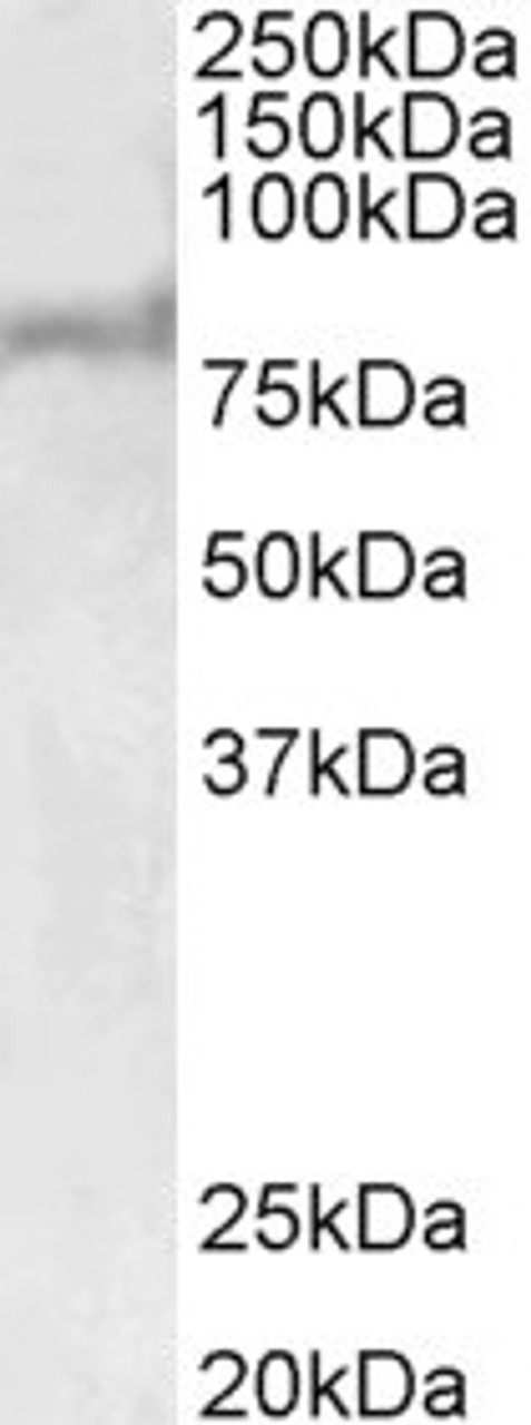 43-054 Immunofluorescence analysis of paraformaldehyde fixed NIH3T3 cells, permeabilized with 0.15% Triton. Primary incubation 1hr (10ug/ml) followed by Alexa Fluor 488 secondary antibody (2ug/ml) , showing nuclear staining. The nuclear stain is DAPI (blu