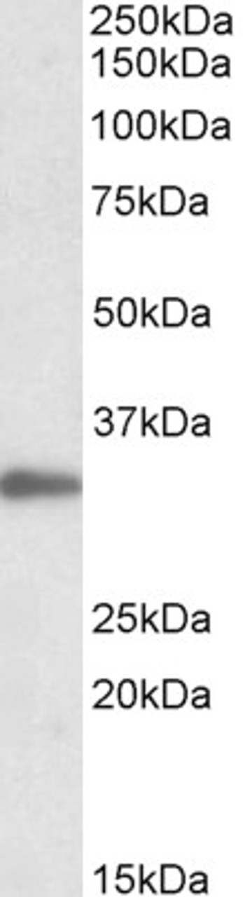 43-056 (0.3ug/ml) staining of HeLa lysate (35ug protein in RIPA buffer) . Primary incubation was 1 hour. Detected by chemiluminescence.