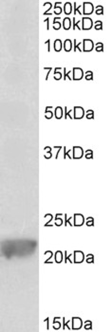 43-057 (1ug/ml) staining of K562 lysate (35ug protein in RIPA buffer) . Primary incubation was 1 hour. Detected by chemiluminescence.