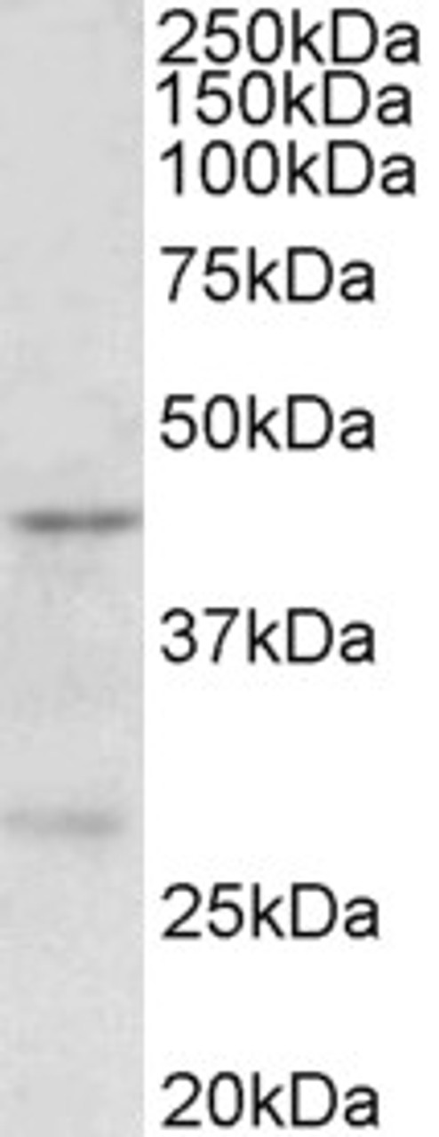 43-065 (1ug/ml) staining of MOLT4 lysate (35ug protein in RIPA buffer) . Primary incubation was 1 hour. Detected by chemiluminescence.