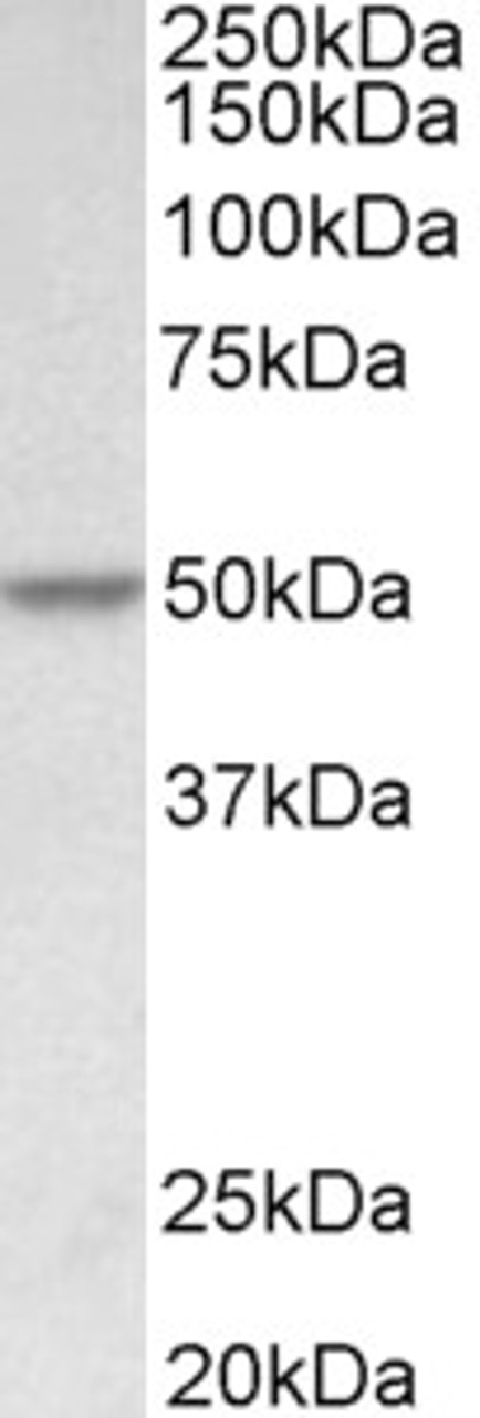 43-073 (5ug/ml) staining of paraffin embedded Human Tonsil. Steamed antigen retrieval with citrate buffer Ph 6, AP-staining.