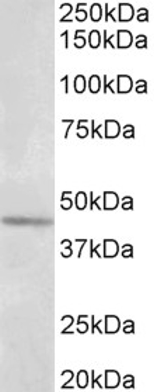 43-074 (0.5ug/ml) staining of NIH3T3 (A) and HeLa (B) lysates (35ug protein in RIPA buffer) . Detected by chemiluminescence.