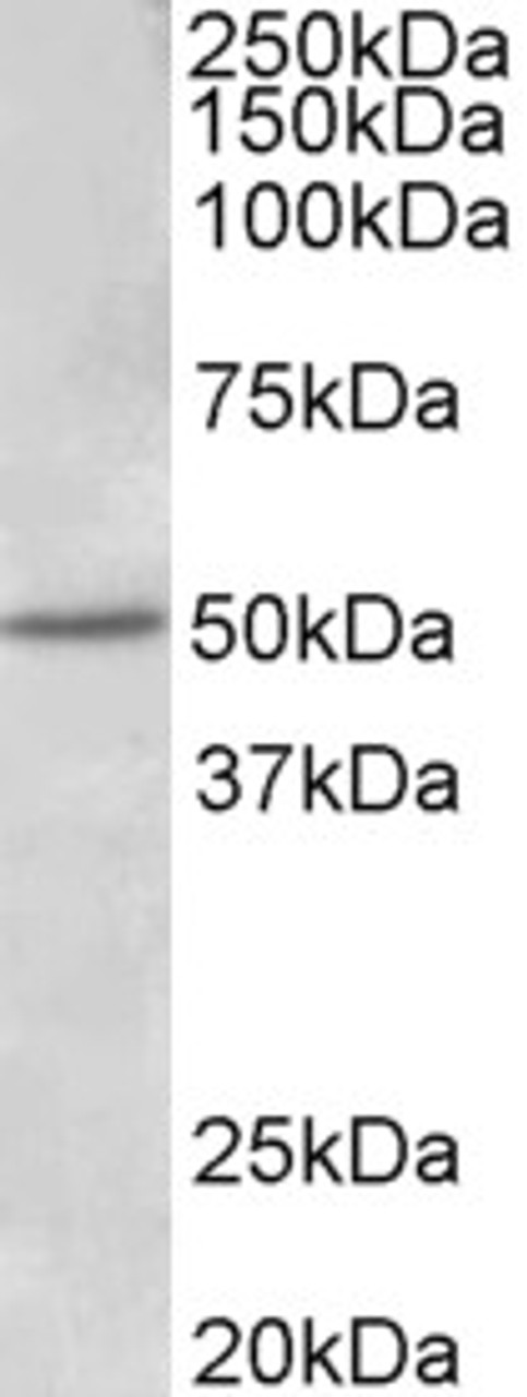 43-077 (0.5ug/ml) staining of Mouse fetal Brain lysate (35ug protein in RIPA buffer) . Detected by chemiluminescence.