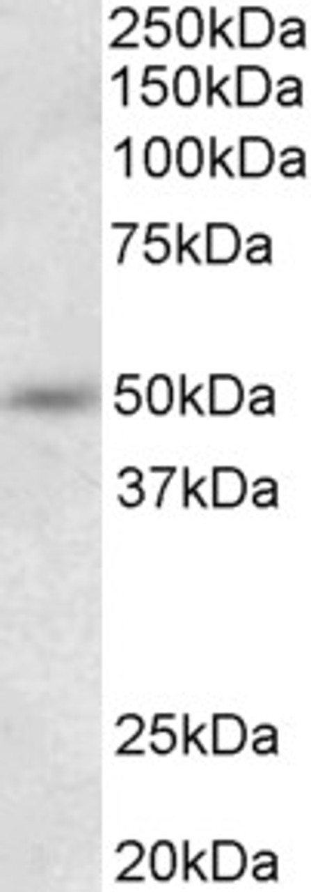 43-078 (1ug/ml) staining of HEK293 lysate (35ug protein in RIPA buffer) . Primary incubation was 1 hour. Detected by chemiluminescence.