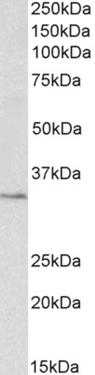 43-087 (0.3ug/ml) staining of Rat Liver lysate (35ug protein in RIPA buffer) . Primary incubation was 1 hour. Detected by chemiluminescence.