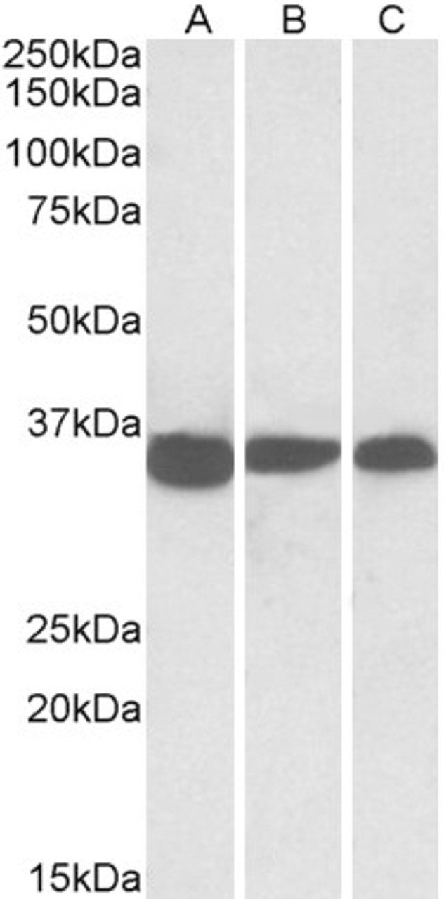 43-088 (0.1g/ml) staining of Rat Liver lysate (35ug protein in RIPA buffer) . Primary incubation was 1 hour. Detected by chemiluminescence.