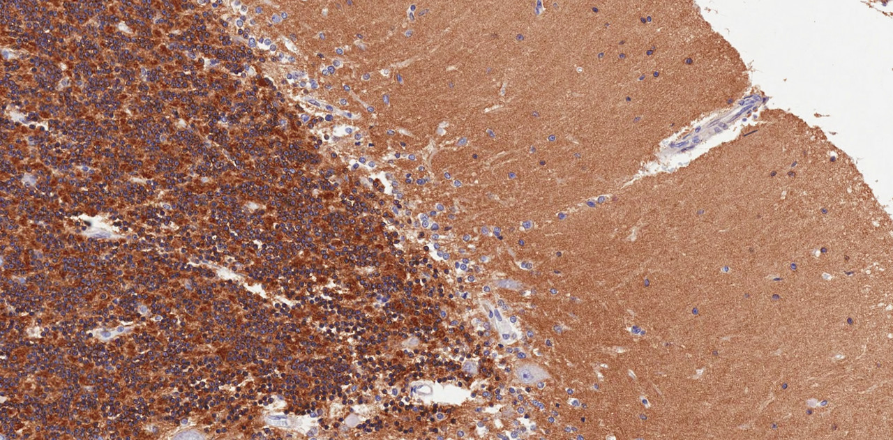 43-092 (5ug/ml) staining of paraffin embedded Human Heart. Steamed antigen retrieval with citrate buffer pH 6, AP-staining.