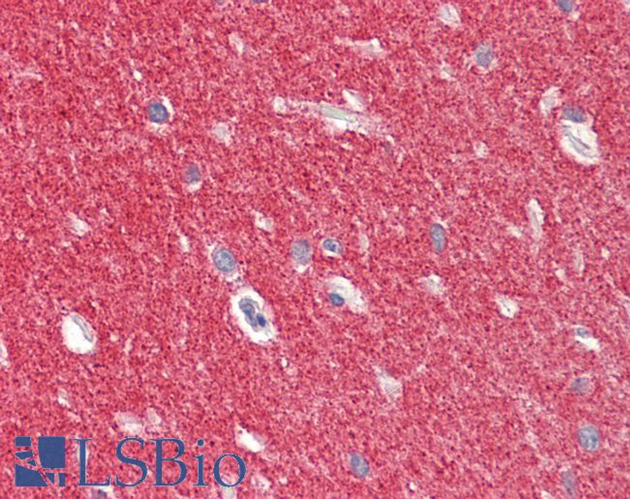 43-106 (2ug/ml) staining of paraffin embedded Human Cerebellum. Microwaved antigen retrieval with citrate buffer pH 6, HRP-staining.