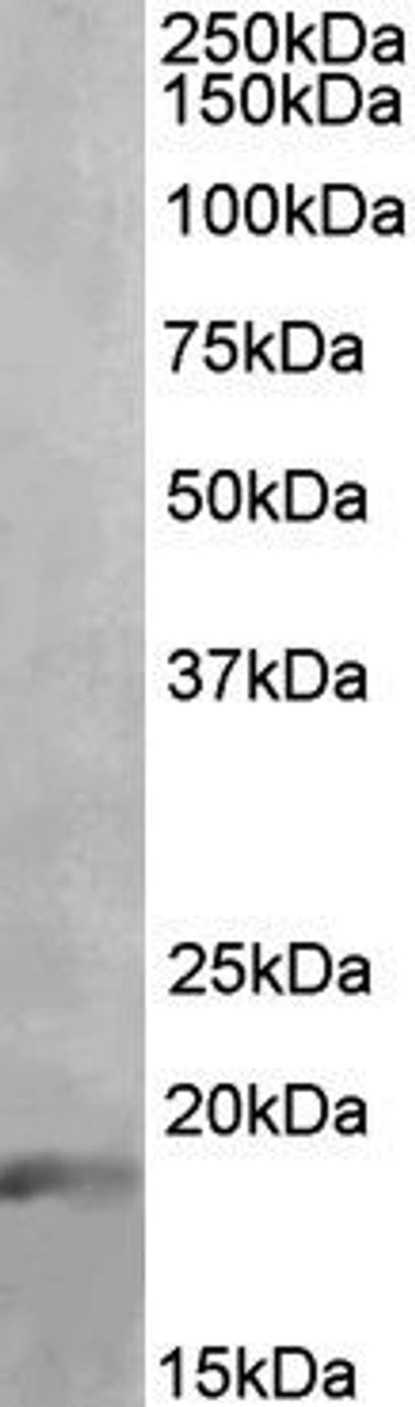 43-106 Negative Control showing staining of paraffin embedded Human Cerebellum, with no primary antibody.