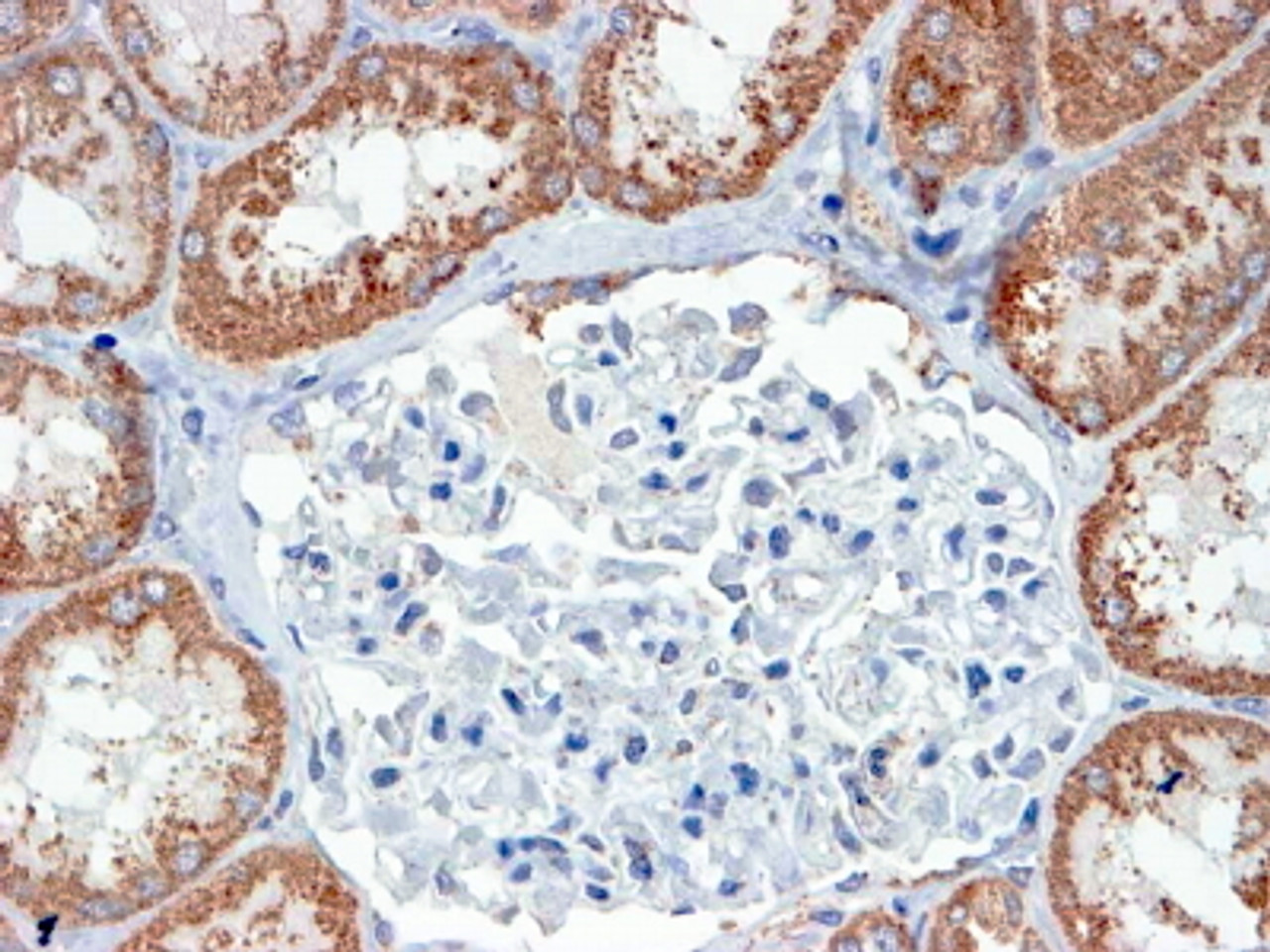 43-107 (4ug/ml) staining of paraffin embedded Human Human Kidney. Steamed antigen retrieval with Tris/EDTA buffer pH 9, HRP-staining.