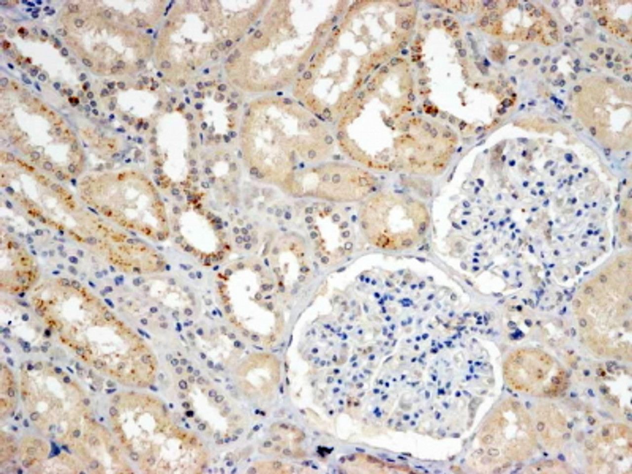 43-111 (4ug/ml) staining of paraffin embedded Human Kidney. Steamed antigen retrieval with Tris/EDTA buffer pH 9, HRP-staining.