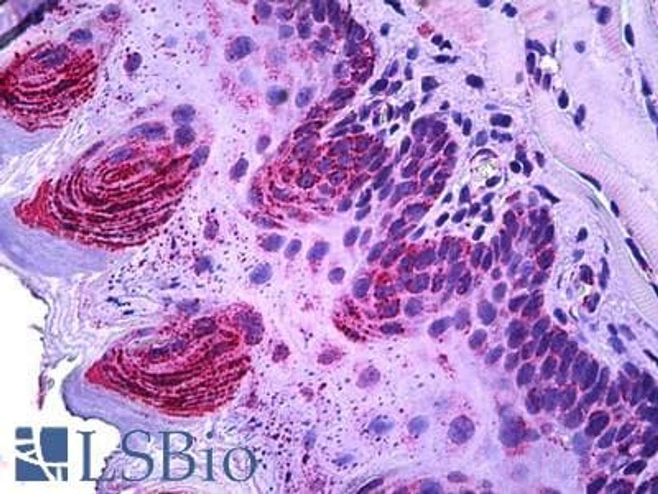 43-123 (5ug/ml) staining of paraffin embedded Human Colon. Steamed antigen retrieval with citrate buffer pH 6, AP-staining.