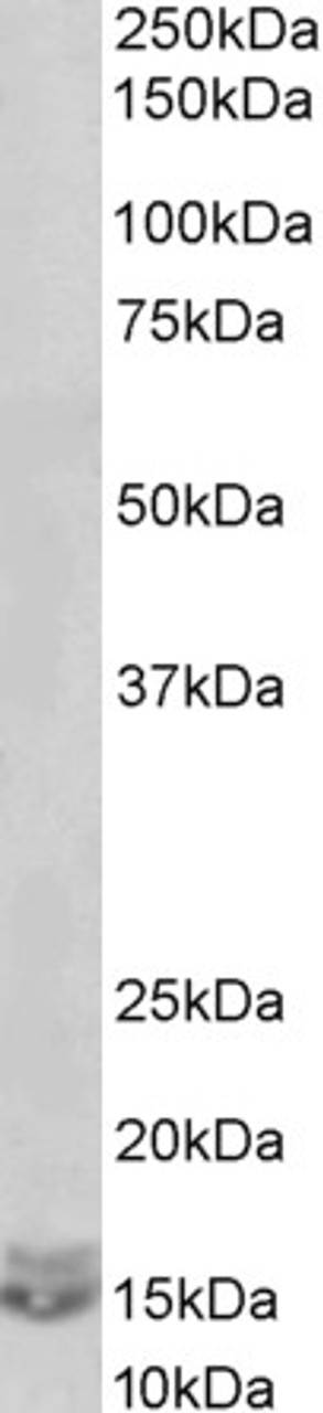 43-125 (0.5ug/ml) staining of Human Placenta lysate (35ug protein in RIPA buffer) . Primary incubation was 1 hour. Detected by chemiluminescence.